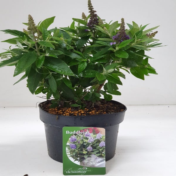 Schmetterlingsflieder (Buddleja davidii Candy Lila Sweetheart®)