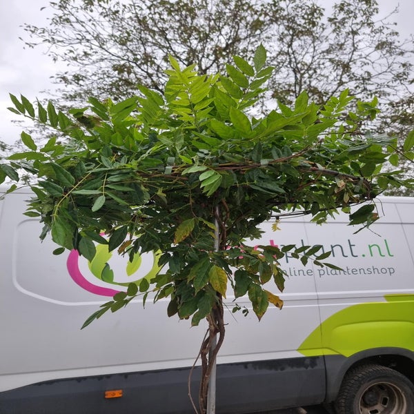 Blauer Regen als Dachbaum (Wisteria brachybotrys 'Kapitan Fuji')