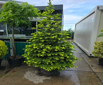 Nordmann-Tanne (Abies nordmanniana)