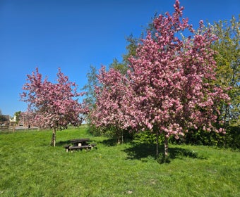 Zierapfel (Malus 'Rudolf')