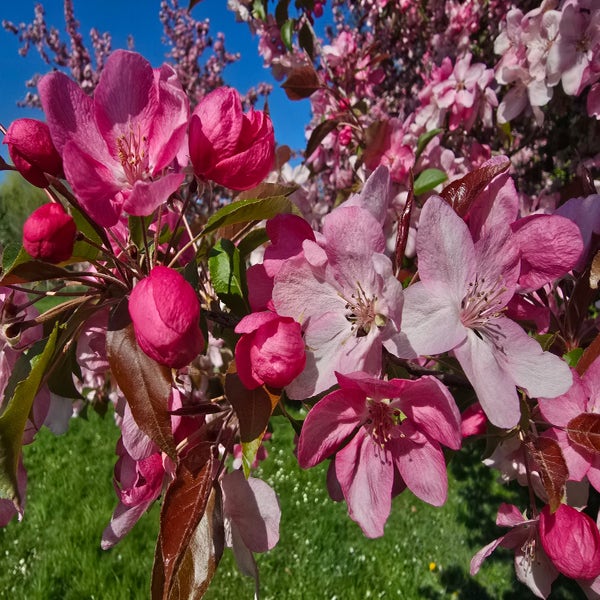 Zierapfel als Spalierbaum (Malus 'Rudolf')