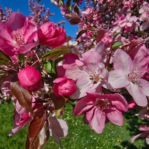 Zierapfel als Spalierbaum (Malus 'Rudolf')