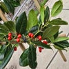 Amerikanische Stechpalme als Spalierbaum (Ilex 'Nellie R. Stevens') JETZT EXTRA GÜNSTIG