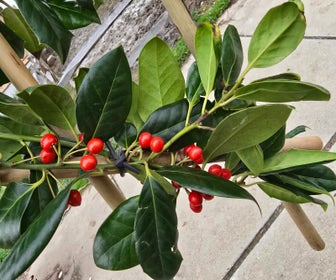 Amerikanische Stechpalme als Spalierbaum (Ilex 'Nellie R. Stevens') JETZT EXTRA GÜNSTIG