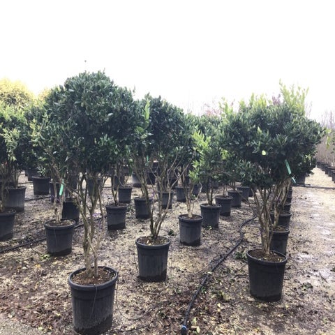 Mehrstämmige Liguster (Ligustrum japonicum 'Texanum')