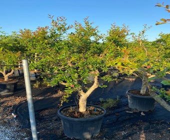 Granatapfel als Solitär (Punica granatum)