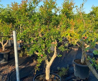 Granatapfel als Solitär (Punica granatum)