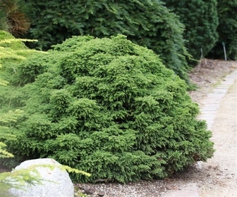 Sicheltanne (Cryptomeria japonica 'Yokohama')