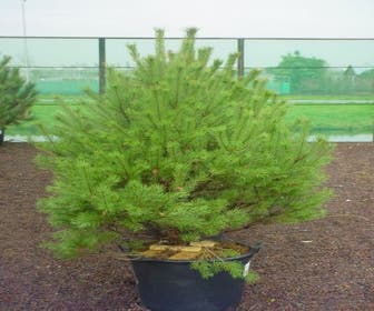 Kiefernhain (Pinus sylvestris 'Norwegian')