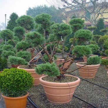 Grove Den als bonsai (Pinus sylvestris 'Watererii')