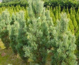 Säulenförmige Kiefer (Pinus sylvestris 'Fastigiata')
