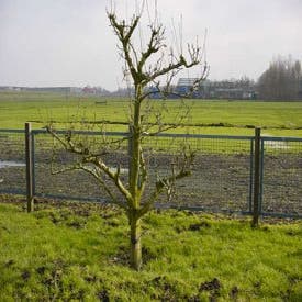 Wilde Perenboom (Pyrus communis)