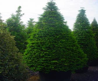 Taxus als Kegel (Taxus baccata)
