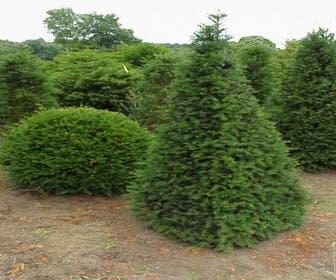 Taxus als ägyptische Pyramide (Taxus baccata)