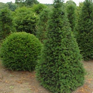 Taxus als pyramide (Taxus baccata)
