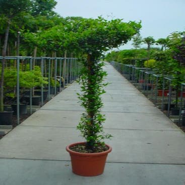 Toskanische Jasmin als Dachbaum (Trachelospermum jasminoides )