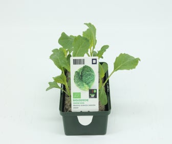 Grüner Kohl BIO