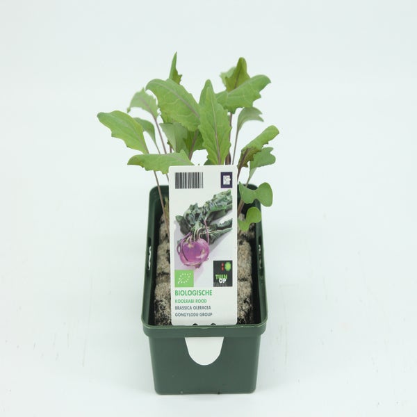 Kohlrabi rot-BIO