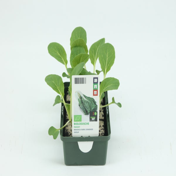 Pak Choi BIO