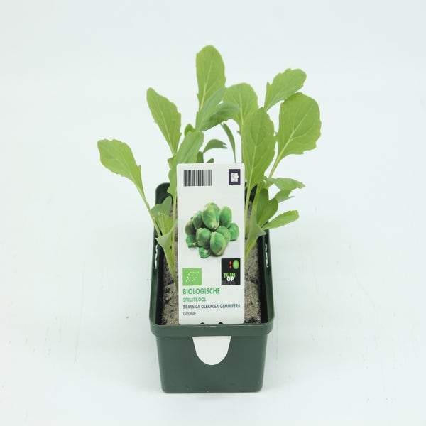 Rosenkohl-BIO