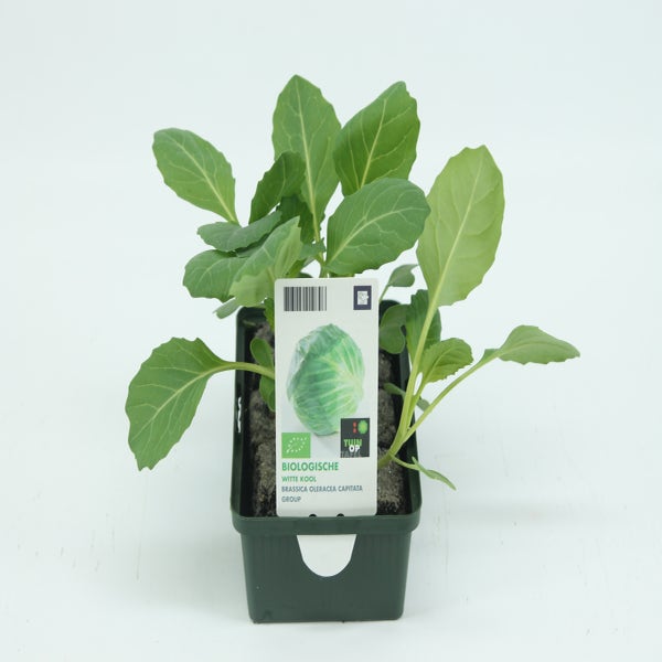 Weißkohl-BIO