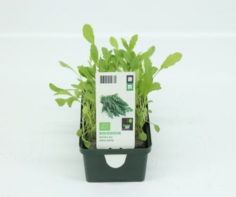 Rucola Salat-BIO