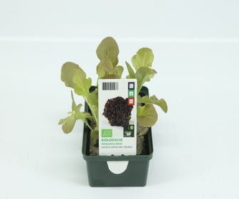 Eichenblattsalat Rot BIO
