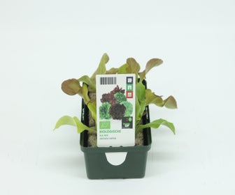Salat-Mix-BIO