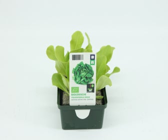 Volle Kopfsalat grün-BIO