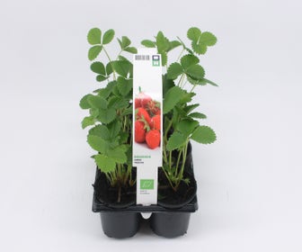 Erdbeere Honeoye-BIO