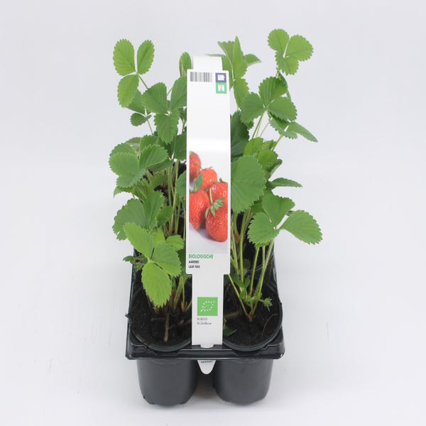 Erdbeere Spät (Faith) BIO