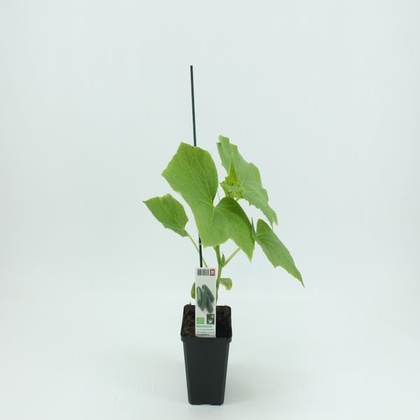 Snackgurke veredelt-BIO