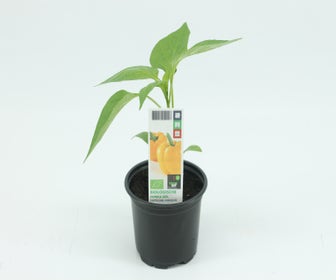 Paprika Gelb-BIO