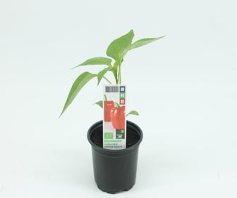 Paprika rot-BIO