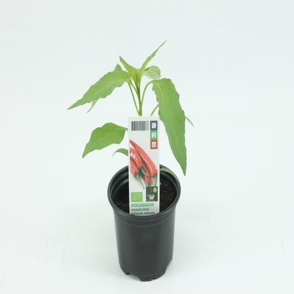 Spanischer Pfeffer-BIO