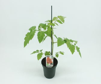Cherrytomate veredelt-BIO