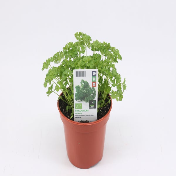 Petersilie biologisch-BIO