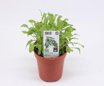 Rukola biologisch-BIO