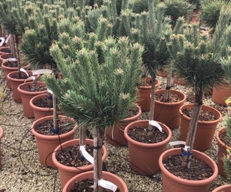 Waldkiefer auf Stamm (Pinus sylvestris 'Watereri')