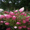 Federhortensie (Hydrangea paniculata 'Fraise Melba')