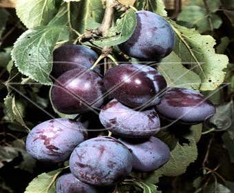 Leipflaume (Prunus domestica 'Kwetsen')