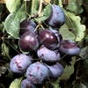 Pflaumenbaum (Prunus domestica 'Kwetsen')