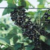 Schwarze Johannisbeere (Ribes nigrum 'Ben Tirran')