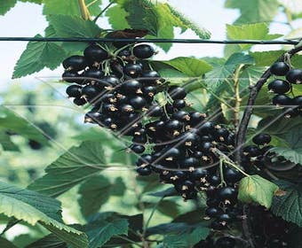 Schwarze Johannisbeere (Ribes nigrum 'Ben Tirran')