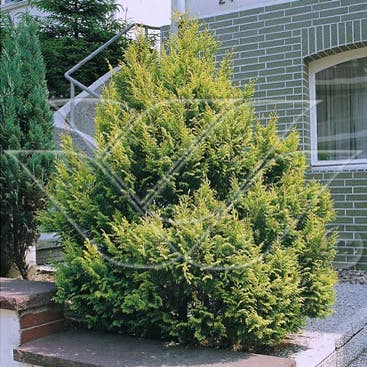 Zypressen (Chamaecyparis pisifera 'Plumosa Aurea')
