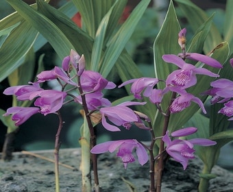Erdorchidee Blumenzwiebel (Bletilla striata)