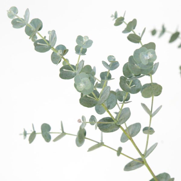 Winterharte Eukalyptus (Eucalyptus gunnii 'Azura')