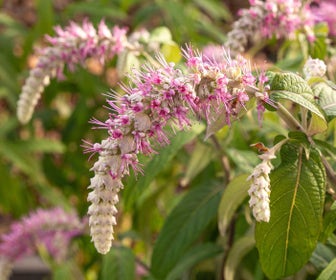 Hängende Buddleja (Rostrinucula dependens)
