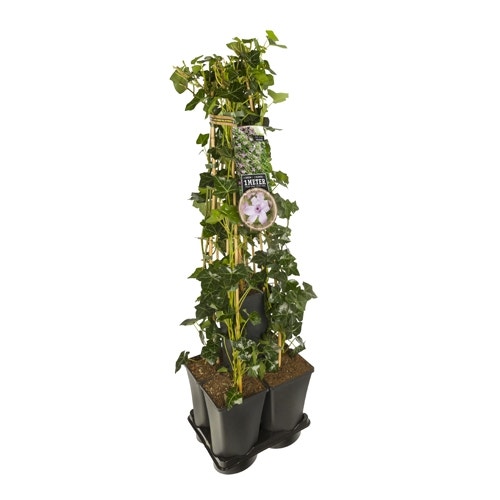 Hedera-Clematis-Mix Hecke (Hagley Hybrid)
