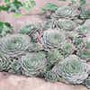 Hauswurz (Sempervivum 'Feldmaier')